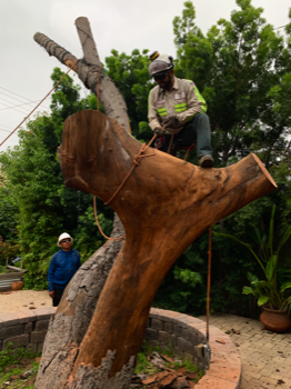 Tree experts cut down a dead avocado tree