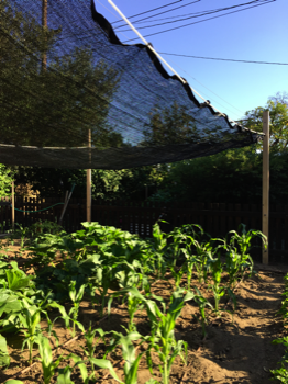 Built a shade for vegetables on hot days